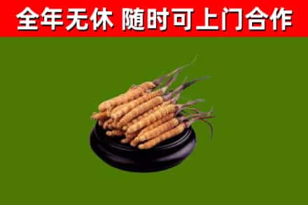 金湾烟酒回收冬虫夏草.jpg